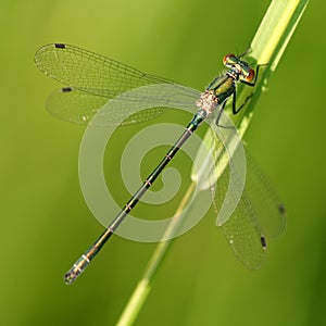 Dragonfly Lestes viridis photo