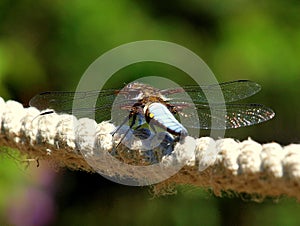 Dragonfly Libellula depresa