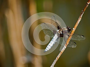 Dragonfly Libellula Depressa photo