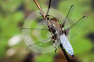 Dragonfly(Libellula depressa) photo