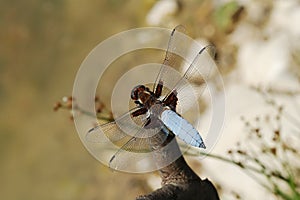 Dragonfly Libellula depressa photo