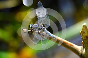 Dragonfly (Libellula depressa) close-up sitting on a branch photo