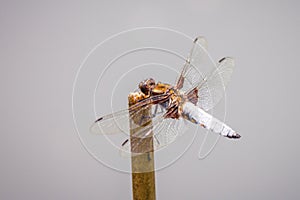 Dragonfly Libellula depressa, insect photo
