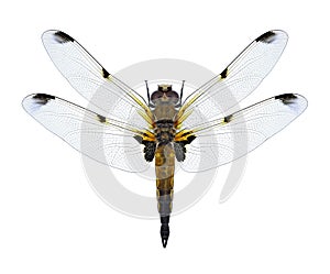 Dragonfly Libellula quadrimaculata f. praenubila four-spotted chaser female photo