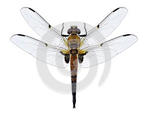 Dragonfly Libellula quadrimaculata four-spotted chaser male