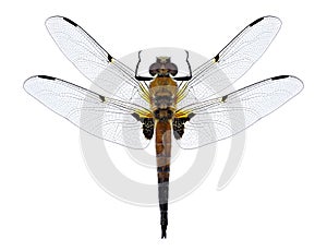 Dragonfly Libellula quadrimaculata four-spotted chaser male photo