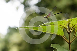 Dragonfly libÃÂ©lula volar alas