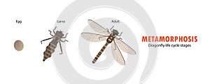 Dragonfly life cycle metamorphosis