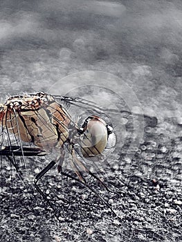 Dragonfly like alian