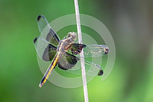 Dragonfly on a Limb in Balcones Canyonland photo