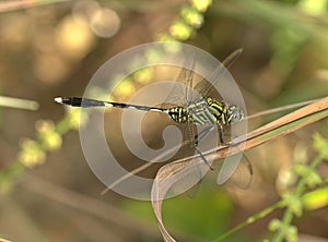 Dragonfly