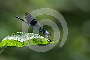 Dragonfly in Loire valley