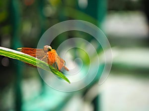 Dragonfly on the lookout perched on a leaf