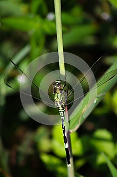 a dragonfly that looks like it wants to glide into space