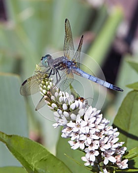 Dragonfly and Loosestrife