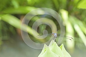 Dragonfly with lotus