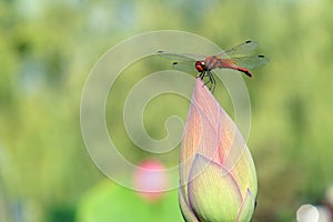Dragonfly and lotus bud