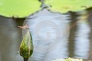 Dragonfly with lotus,Insect