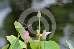 Dragonfly and lotus leaf