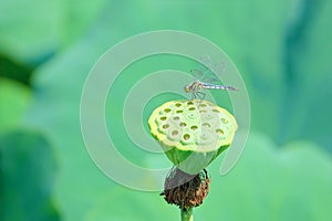 Dragonfly and lotus seedpod