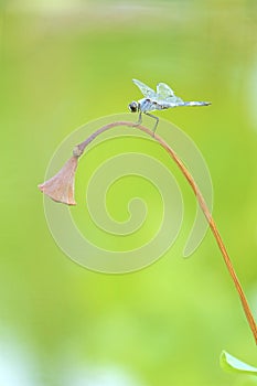 Dragonfly and lotus seedpod