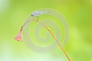 Dragonfly and lotus seedpod