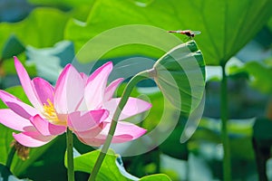 Dragonfly and lotus seedpod