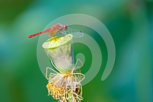 Dragonfly and lotus seedpod