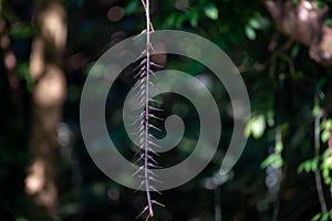 This dragonfly only loves this vine