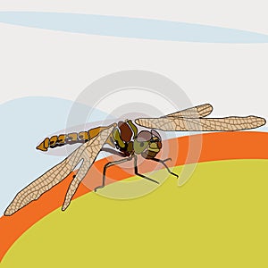 A dragonfly with lowered wings sits on a citrus half