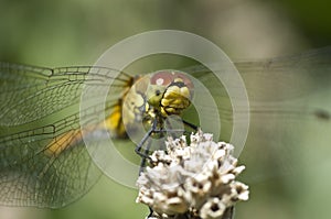 Libellula 