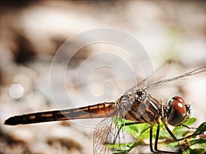 Dragonfly Macro