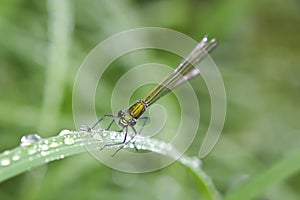 Dragonfly macro