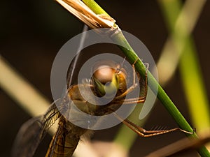 Dragonfly macro