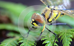 Dragonfly macro