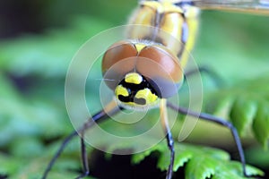 Dragonfly macro