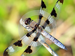 Dragonfly macro