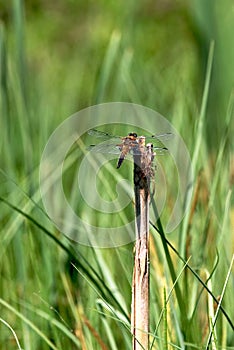 Dragonfly macro (Anaciaeschna isoceles)