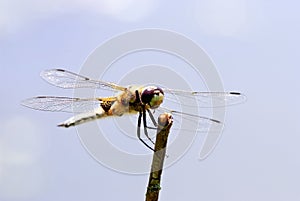 Dragonfly macro (Anaciaeschna isoceles)