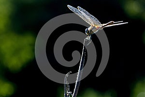 Dragonfly macro close up