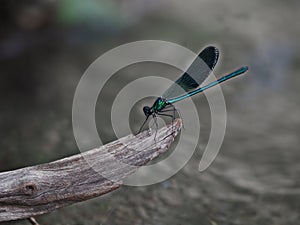 Dragonfly macro close up