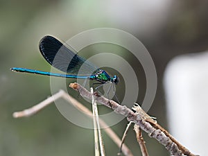 Dragonfly macro close up