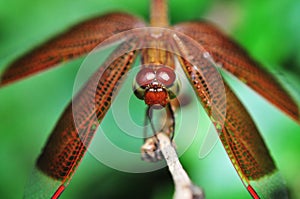 Dragonfly Macro Closeup