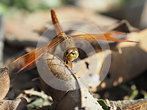 Dragonfly macro focus-blur background