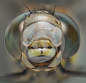 Dragonfly macro head shot front view