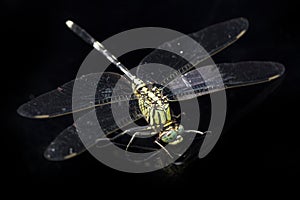 Dragonfly macro isolated on black background
