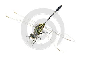 Dragonfly macro isolated on white background