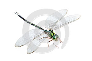 Dragonfly macro isolated