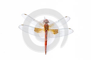 Dragonfly macro isolated on white background