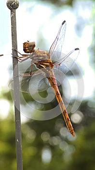 Dragonfly macro photo with a bokeh background